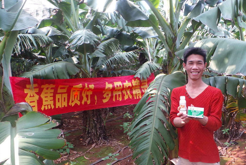 差距這么大， 是真的嗎？ 銀農(nóng)故事匯—香蕉篇