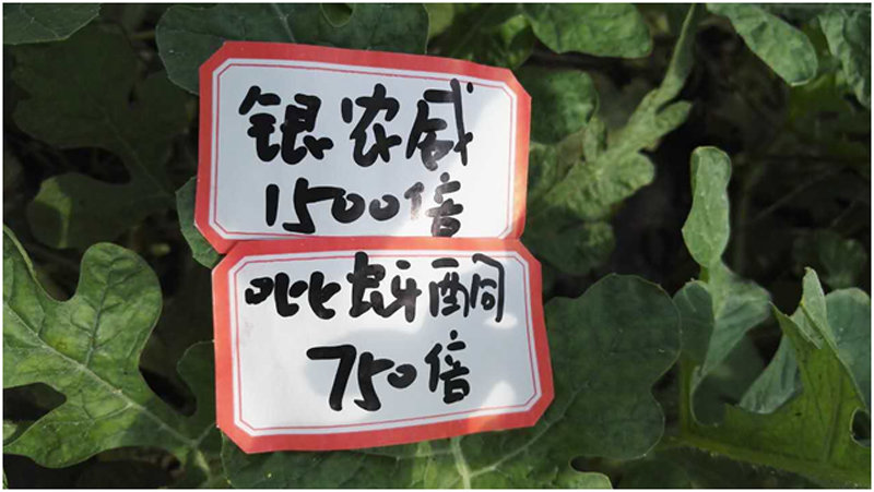 【探索】是什么讓黃蚜如此落敗？