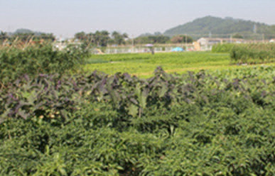 菜地難種、施肥低效、薊馬高發(fā)，咋辦？這里有高招！